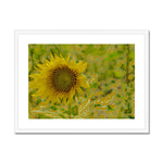 Ukraine: Sunflower 2 Framed & Mounted Print