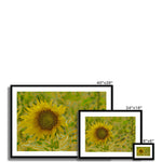 Ukraine: Sunflower 2 Framed & Mounted Print