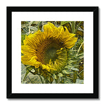 Ukraine Sunflower Opening Framed & Mounted Print