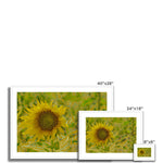 Ukraine: Sunflower 2 Framed & Mounted Print