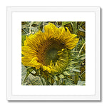 Ukraine Sunflower Opening Framed & Mounted Print