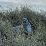 "SEAL" Less Single-Use Plastic Design #57 Organic Canvas Tote Bag